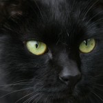 クロネコヤマトのお菓子ボックスを貰いました