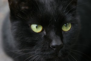 クロネコヤマトのお菓子ボックスを貰いました